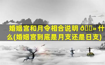 婚姻宫和月令相合说明 🌻 什么(婚姻宫到底是月支还是日支)